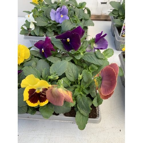 12 - TWENTY FOUR MIXED COLOUR F1 WINTER PANSIES ON FOUR TRAYS. TO BE SOLD FOR THE TWENTY FOUR