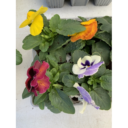 12 - TWENTY FOUR MIXED COLOUR F1 WINTER PANSIES ON FOUR TRAYS. TO BE SOLD FOR THE TWENTY FOUR