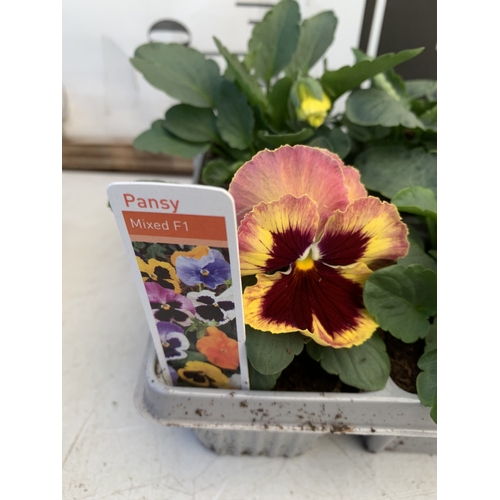 12 - TWENTY FOUR MIXED COLOUR F1 WINTER PANSIES ON FOUR TRAYS. TO BE SOLD FOR THE TWENTY FOUR