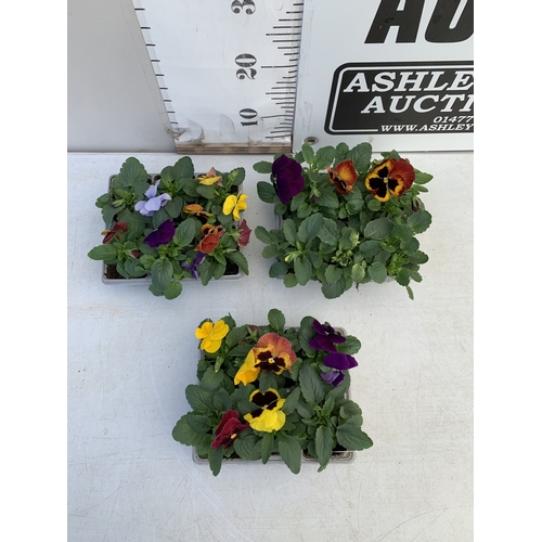 13 - EIGHTEEN MIXED COLOUR F1 WINTER PANSIES ON THREE TRAYS. TO BE SOLD FOR THE EIGHTEEN