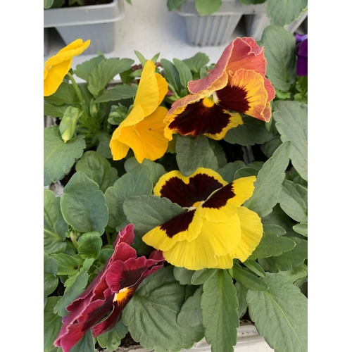 13 - EIGHTEEN MIXED COLOUR F1 WINTER PANSIES ON THREE TRAYS. TO BE SOLD FOR THE EIGHTEEN