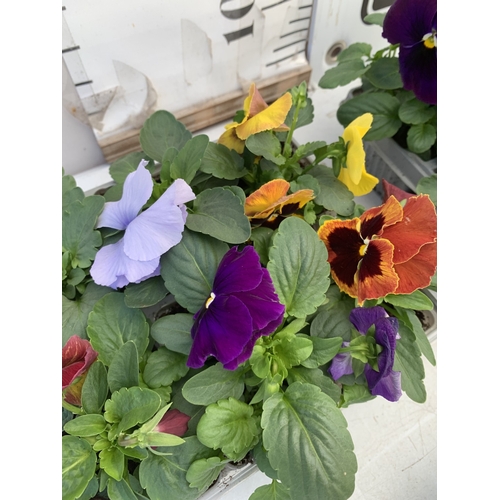 13 - EIGHTEEN MIXED COLOUR F1 WINTER PANSIES ON THREE TRAYS. TO BE SOLD FOR THE EIGHTEEN