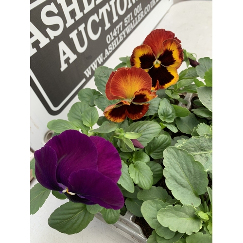 13 - EIGHTEEN MIXED COLOUR F1 WINTER PANSIES ON THREE TRAYS. TO BE SOLD FOR THE EIGHTEEN