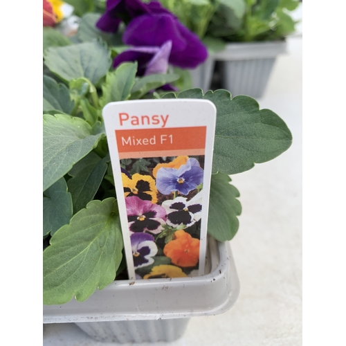 13 - EIGHTEEN MIXED COLOUR F1 WINTER PANSIES ON THREE TRAYS. TO BE SOLD FOR THE EIGHTEEN