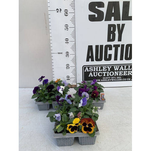 14 - EIGHTEEN MIXED COLOUR F1 WINTER PANSIES ON THREE TRAYS. TO BE SOLD FOR THE EIGHTEEN