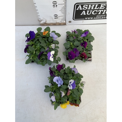 14 - EIGHTEEN MIXED COLOUR F1 WINTER PANSIES ON THREE TRAYS. TO BE SOLD FOR THE EIGHTEEN
