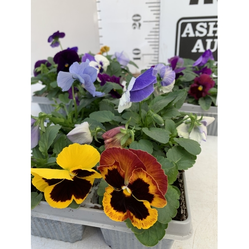 14 - EIGHTEEN MIXED COLOUR F1 WINTER PANSIES ON THREE TRAYS. TO BE SOLD FOR THE EIGHTEEN