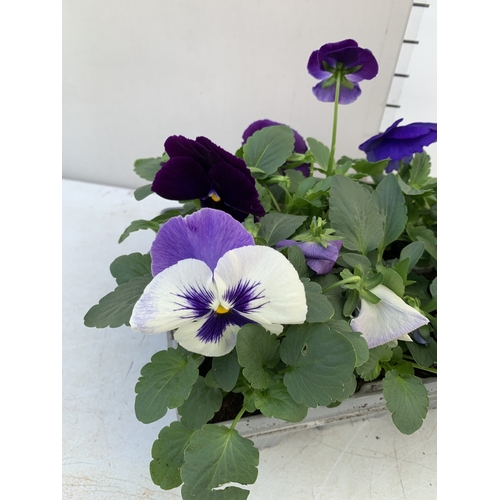 14 - EIGHTEEN MIXED COLOUR F1 WINTER PANSIES ON THREE TRAYS. TO BE SOLD FOR THE EIGHTEEN