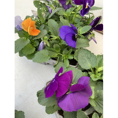 14 - EIGHTEEN MIXED COLOUR F1 WINTER PANSIES ON THREE TRAYS. TO BE SOLD FOR THE EIGHTEEN