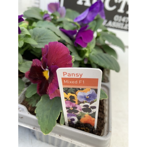14 - EIGHTEEN MIXED COLOUR F1 WINTER PANSIES ON THREE TRAYS. TO BE SOLD FOR THE EIGHTEEN