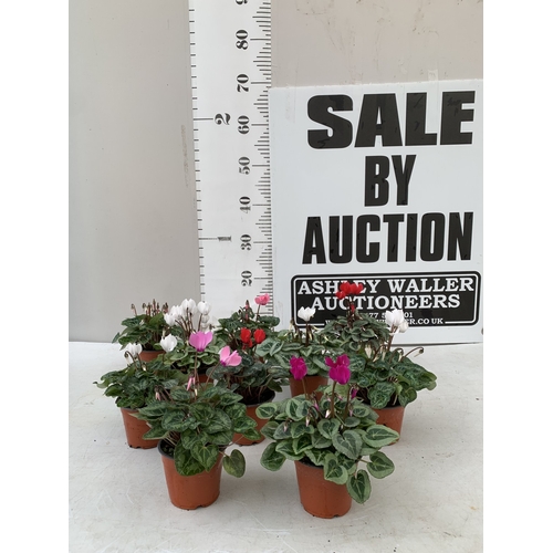 Lot 15        