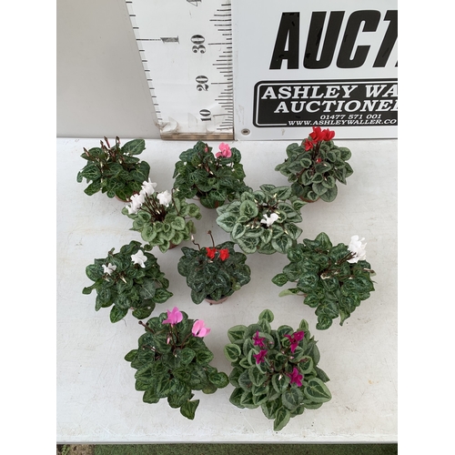 15 - TEN MIXED COLOUR MINI CYCLAMEN IN P9CM POTS. APPROX 20CM IN HEIGHT. TO BE SOLD FOR THE TEN