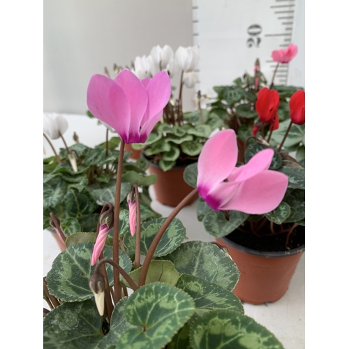 15 - TEN MIXED COLOUR MINI CYCLAMEN IN P9CM POTS. APPROX 20CM IN HEIGHT. TO BE SOLD FOR THE TEN