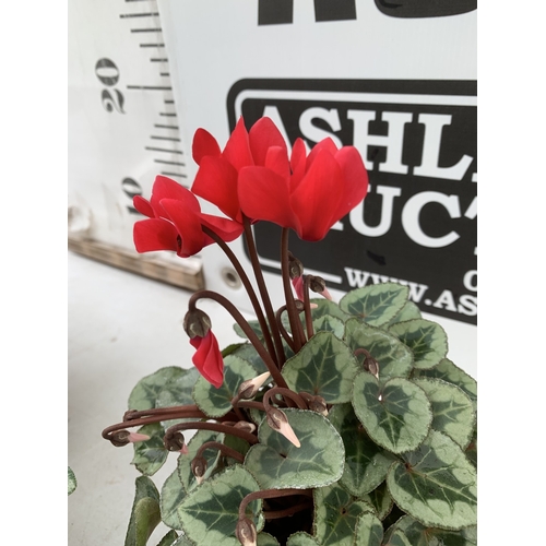 15 - TEN MIXED COLOUR MINI CYCLAMEN IN P9CM POTS. APPROX 20CM IN HEIGHT. TO BE SOLD FOR THE TEN