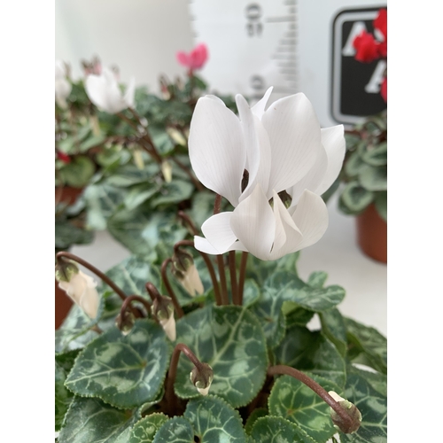 15 - TEN MIXED COLOUR MINI CYCLAMEN IN P9CM POTS. APPROX 20CM IN HEIGHT. TO BE SOLD FOR THE TEN