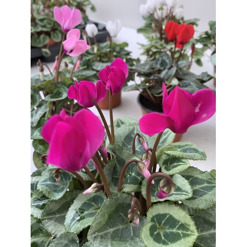 15 - TEN MIXED COLOUR MINI CYCLAMEN IN P9CM POTS. APPROX 20CM IN HEIGHT. TO BE SOLD FOR THE TEN