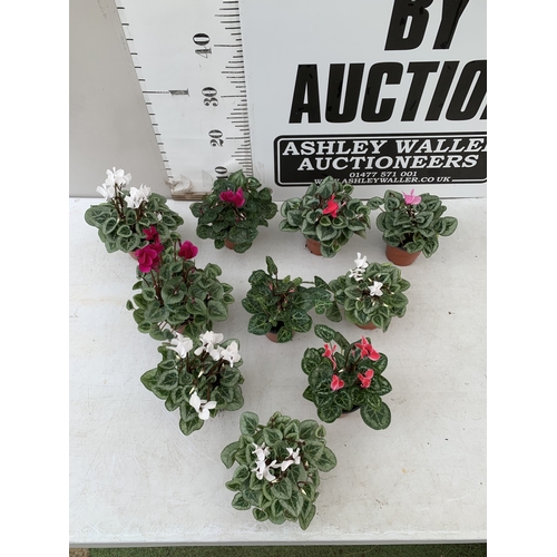 16 - TEN MIXED COLOUR MINI CYCLAMEN IN P9CM POTS.  APPROX 20-30CM IN HEIGHT. TO BE SOLD FOR THE TEN