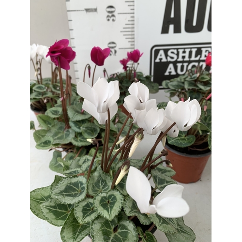 16 - TEN MIXED COLOUR MINI CYCLAMEN IN P9CM POTS.  APPROX 20-30CM IN HEIGHT. TO BE SOLD FOR THE TEN