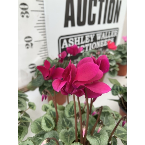 16 - TEN MIXED COLOUR MINI CYCLAMEN IN P9CM POTS.  APPROX 20-30CM IN HEIGHT. TO BE SOLD FOR THE TEN