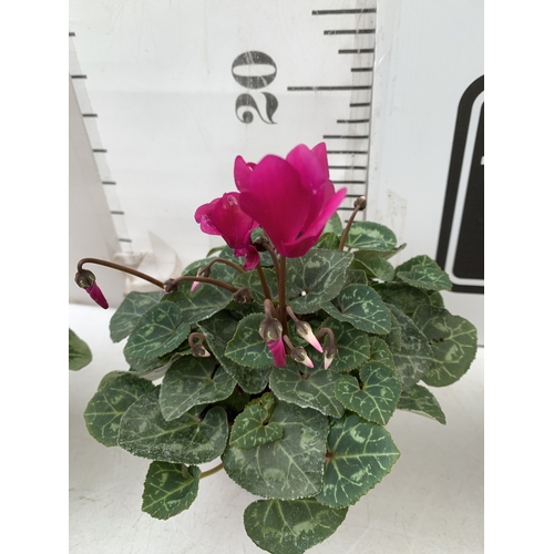 16 - TEN MIXED COLOUR MINI CYCLAMEN IN P9CM POTS.  APPROX 20-30CM IN HEIGHT. TO BE SOLD FOR THE TEN