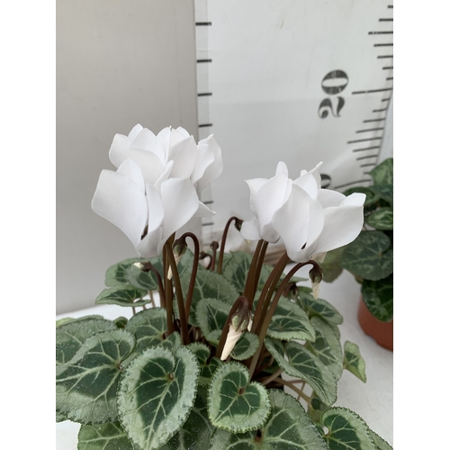 16 - TEN MIXED COLOUR MINI CYCLAMEN IN P9CM POTS.  APPROX 20-30CM IN HEIGHT. TO BE SOLD FOR THE TEN