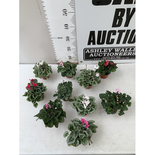 17 - TEN MIXED COLOUR MINI CYCLAMEN IN P9CM POTS.  APPROX 20-30CM IN HEIGHT. TO BE SOLD FOR THE TEN