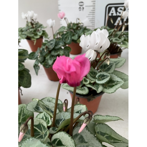 17 - TEN MIXED COLOUR MINI CYCLAMEN IN P9CM POTS.  APPROX 20-30CM IN HEIGHT. TO BE SOLD FOR THE TEN