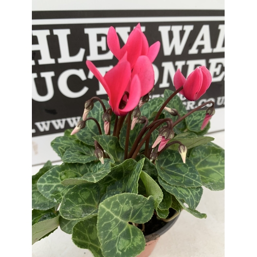 17 - TEN MIXED COLOUR MINI CYCLAMEN IN P9CM POTS.  APPROX 20-30CM IN HEIGHT. TO BE SOLD FOR THE TEN