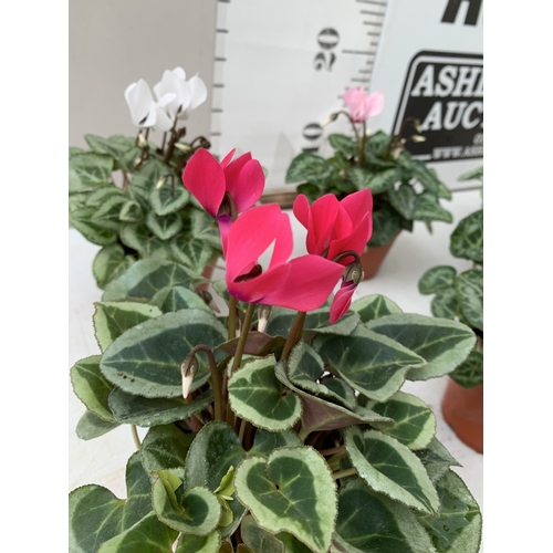 17 - TEN MIXED COLOUR MINI CYCLAMEN IN P9CM POTS.  APPROX 20-30CM IN HEIGHT. TO BE SOLD FOR THE TEN