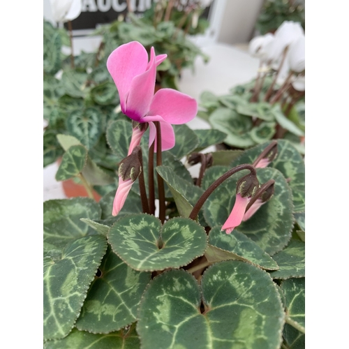 17 - TEN MIXED COLOUR MINI CYCLAMEN IN P9CM POTS.  APPROX 20-30CM IN HEIGHT. TO BE SOLD FOR THE TEN