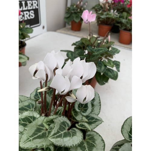17 - TEN MIXED COLOUR MINI CYCLAMEN IN P9CM POTS.  APPROX 20-30CM IN HEIGHT. TO BE SOLD FOR THE TEN