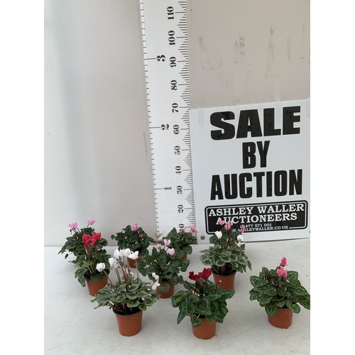 18 - TEN MIXED COLOUR MINI CYCLAMEN IN P9CM POTS.  APPROX 20-30CM IN HEIGHT. TO BE SOLD FOR THE TEN