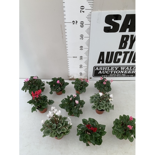 18 - TEN MIXED COLOUR MINI CYCLAMEN IN P9CM POTS.  APPROX 20-30CM IN HEIGHT. TO BE SOLD FOR THE TEN