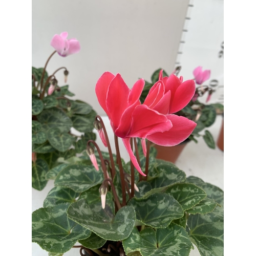 18 - TEN MIXED COLOUR MINI CYCLAMEN IN P9CM POTS.  APPROX 20-30CM IN HEIGHT. TO BE SOLD FOR THE TEN