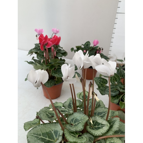 18 - TEN MIXED COLOUR MINI CYCLAMEN IN P9CM POTS.  APPROX 20-30CM IN HEIGHT. TO BE SOLD FOR THE TEN