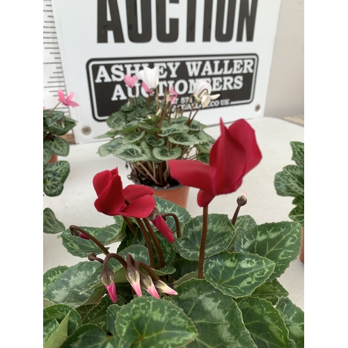 18 - TEN MIXED COLOUR MINI CYCLAMEN IN P9CM POTS.  APPROX 20-30CM IN HEIGHT. TO BE SOLD FOR THE TEN