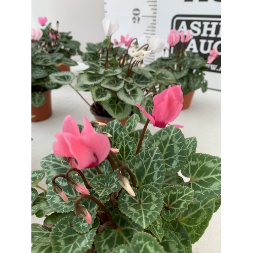 18 - TEN MIXED COLOUR MINI CYCLAMEN IN P9CM POTS.  APPROX 20-30CM IN HEIGHT. TO BE SOLD FOR THE TEN