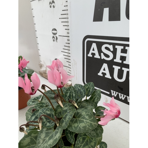 18 - TEN MIXED COLOUR MINI CYCLAMEN IN P9CM POTS.  APPROX 20-30CM IN HEIGHT. TO BE SOLD FOR THE TEN