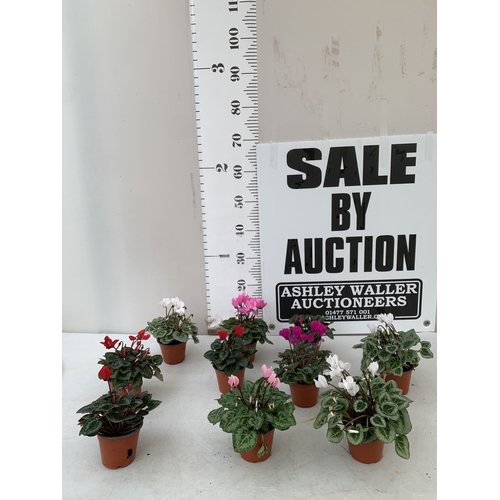 Lot 19        