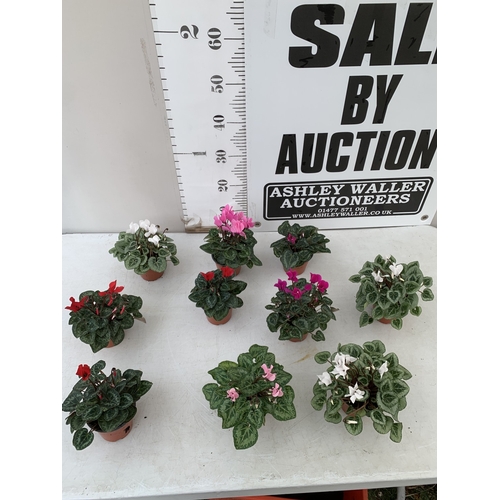 19 - TEN MIXED COLOUR MINI CYCLAMEN IN P9CM POTS.  APPROX 20-30CM IN HEIGHT. TO BE SOLD FOR THE TEN