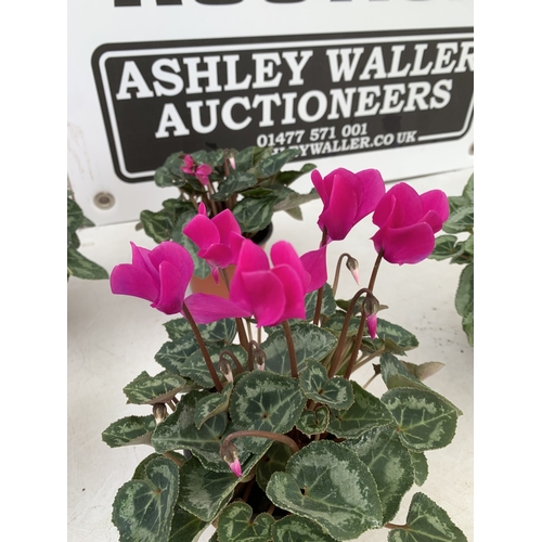 19 - TEN MIXED COLOUR MINI CYCLAMEN IN P9CM POTS.  APPROX 20-30CM IN HEIGHT. TO BE SOLD FOR THE TEN