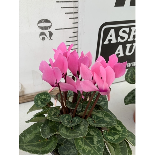 19 - TEN MIXED COLOUR MINI CYCLAMEN IN P9CM POTS.  APPROX 20-30CM IN HEIGHT. TO BE SOLD FOR THE TEN