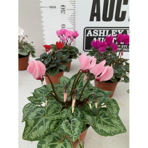19 - TEN MIXED COLOUR MINI CYCLAMEN IN P9CM POTS.  APPROX 20-30CM IN HEIGHT. TO BE SOLD FOR THE TEN