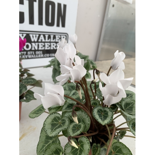 19 - TEN MIXED COLOUR MINI CYCLAMEN IN P9CM POTS.  APPROX 20-30CM IN HEIGHT. TO BE SOLD FOR THE TEN
