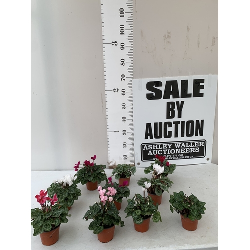 Lot 20        