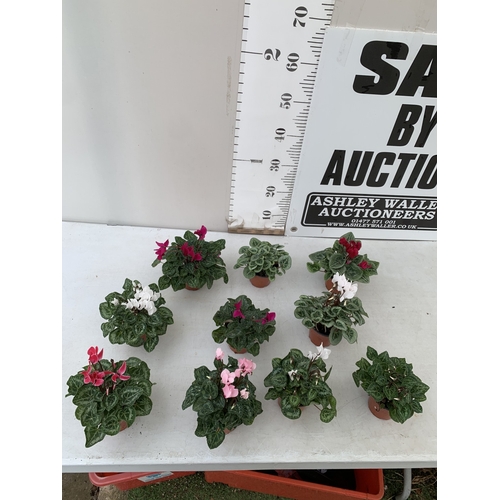 20 - TEN MIXED COLOUR MINI CYCLAMEN IN P9CM POTS.  APPROX 20-30CM IN HEIGHT. TO BE SOLD FOR THE TEN