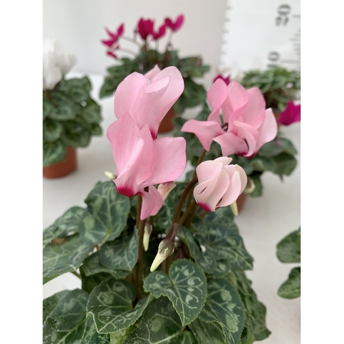 20 - TEN MIXED COLOUR MINI CYCLAMEN IN P9CM POTS.  APPROX 20-30CM IN HEIGHT. TO BE SOLD FOR THE TEN
