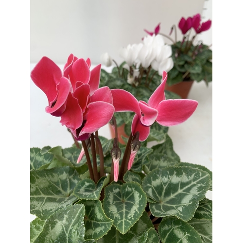 20 - TEN MIXED COLOUR MINI CYCLAMEN IN P9CM POTS.  APPROX 20-30CM IN HEIGHT. TO BE SOLD FOR THE TEN