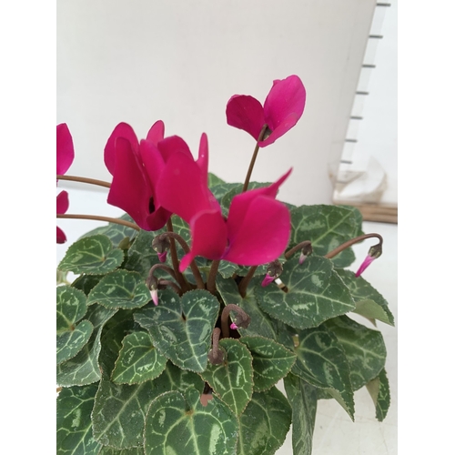 20 - TEN MIXED COLOUR MINI CYCLAMEN IN P9CM POTS.  APPROX 20-30CM IN HEIGHT. TO BE SOLD FOR THE TEN