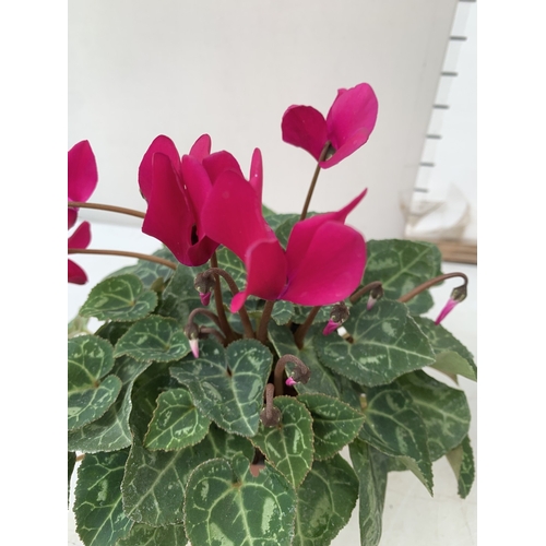 20 - TEN MIXED COLOUR MINI CYCLAMEN IN P9CM POTS.  APPROX 20-30CM IN HEIGHT. TO BE SOLD FOR THE TEN